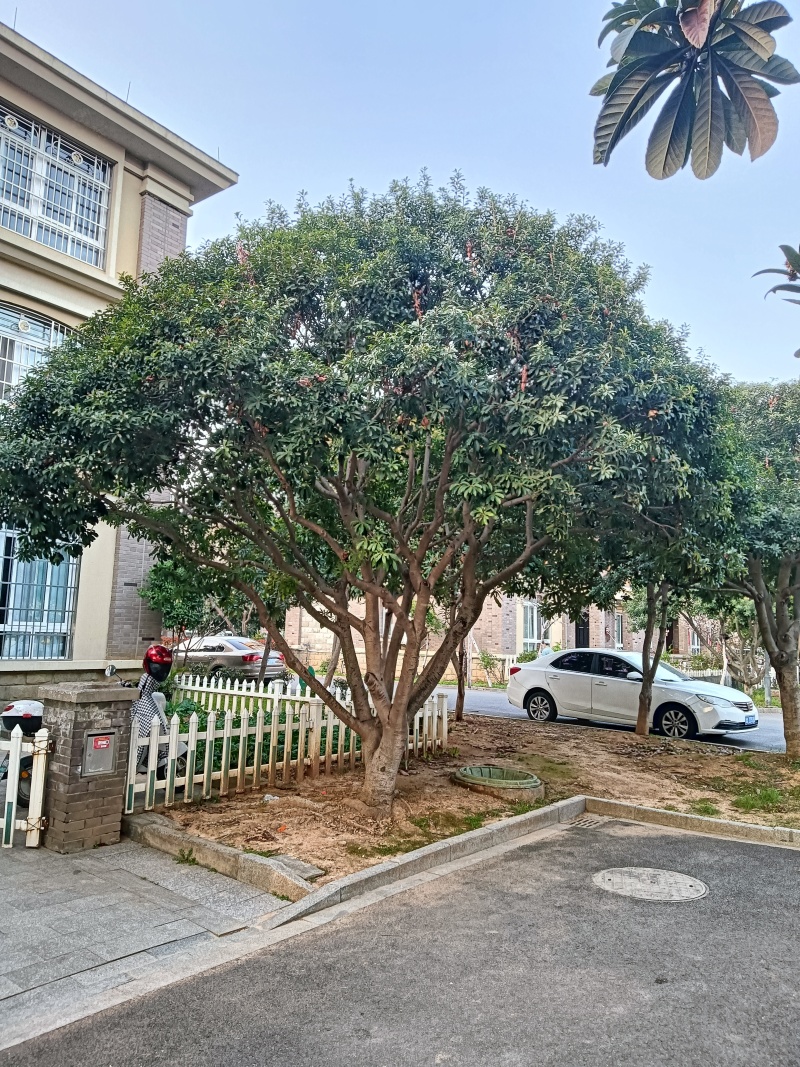 18岁的杨梅树，只卖一颗