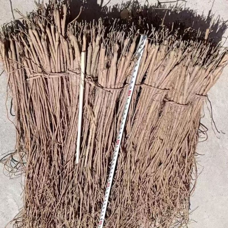 甘草苗，高含量甘草种苗，成活率高，常年批发各种中药材种苗