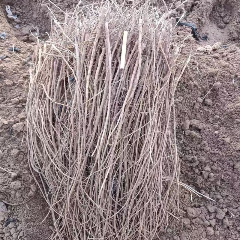 甘草苗，高含量甘草种苗，成活率高，常年批发各种中药材种苗