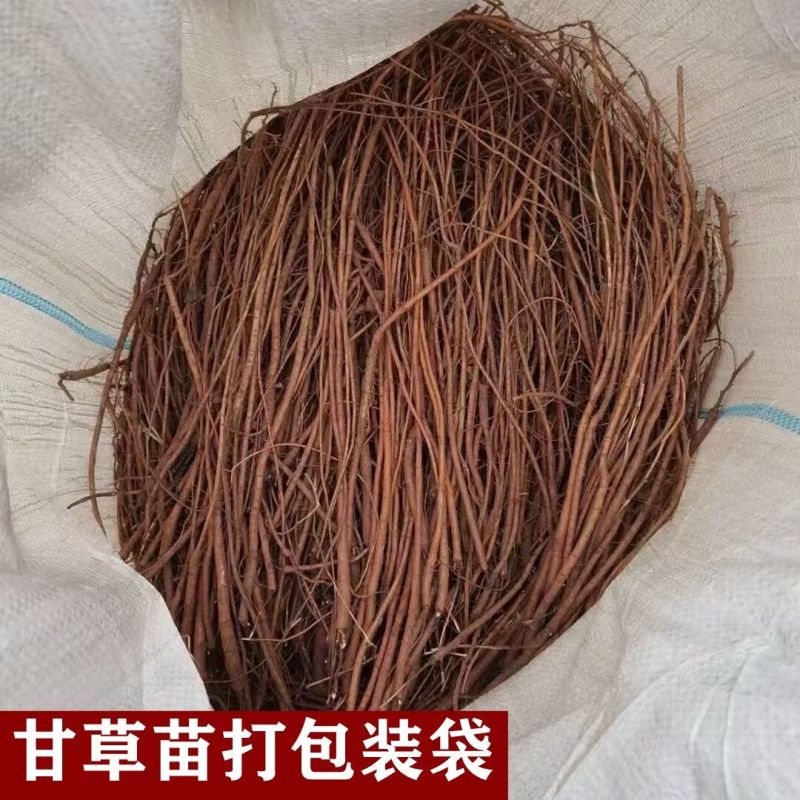 甘草苗，高含量甘草种苗，成活率高，常年批发各种中药材种苗