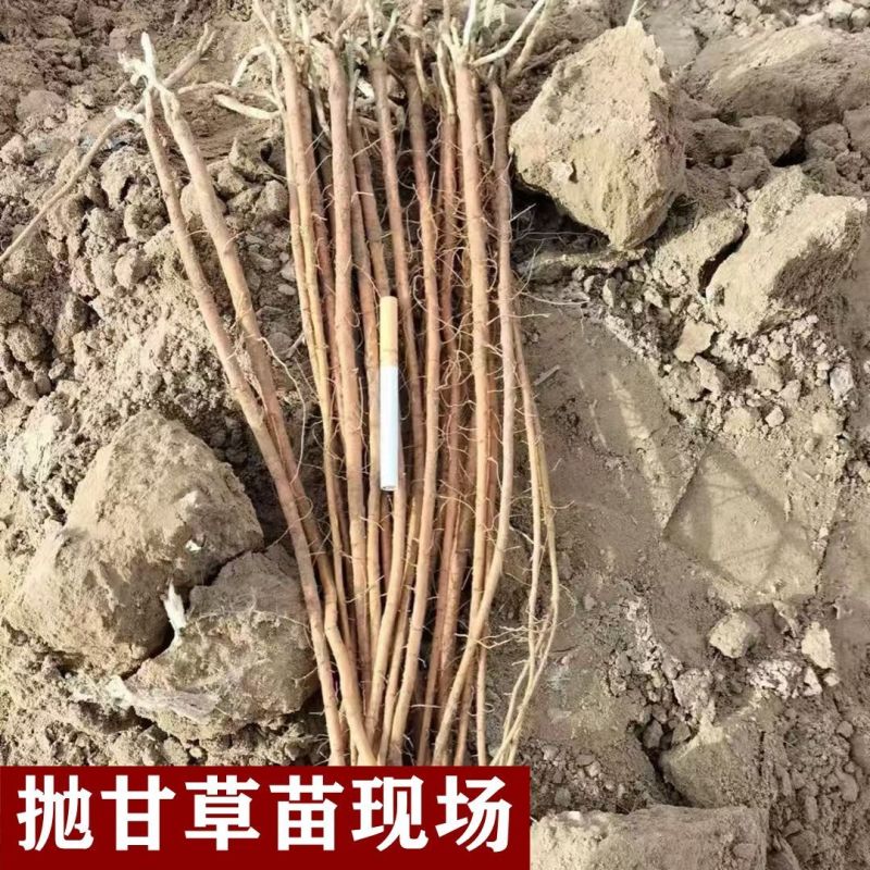 甘草苗，高含量甘草种苗，成活率高，常年批发各种中药材种苗