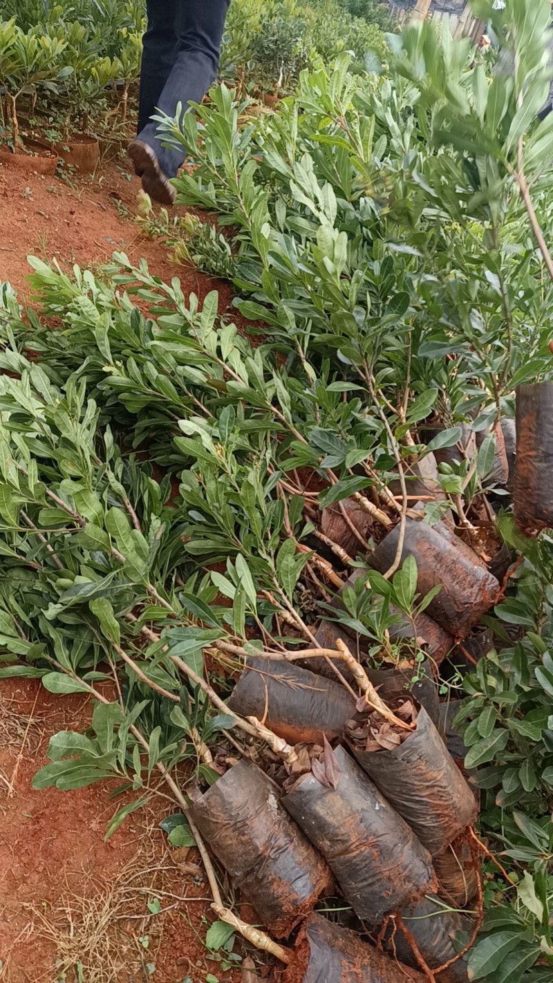 出售各规格各品种杨梅袋苗