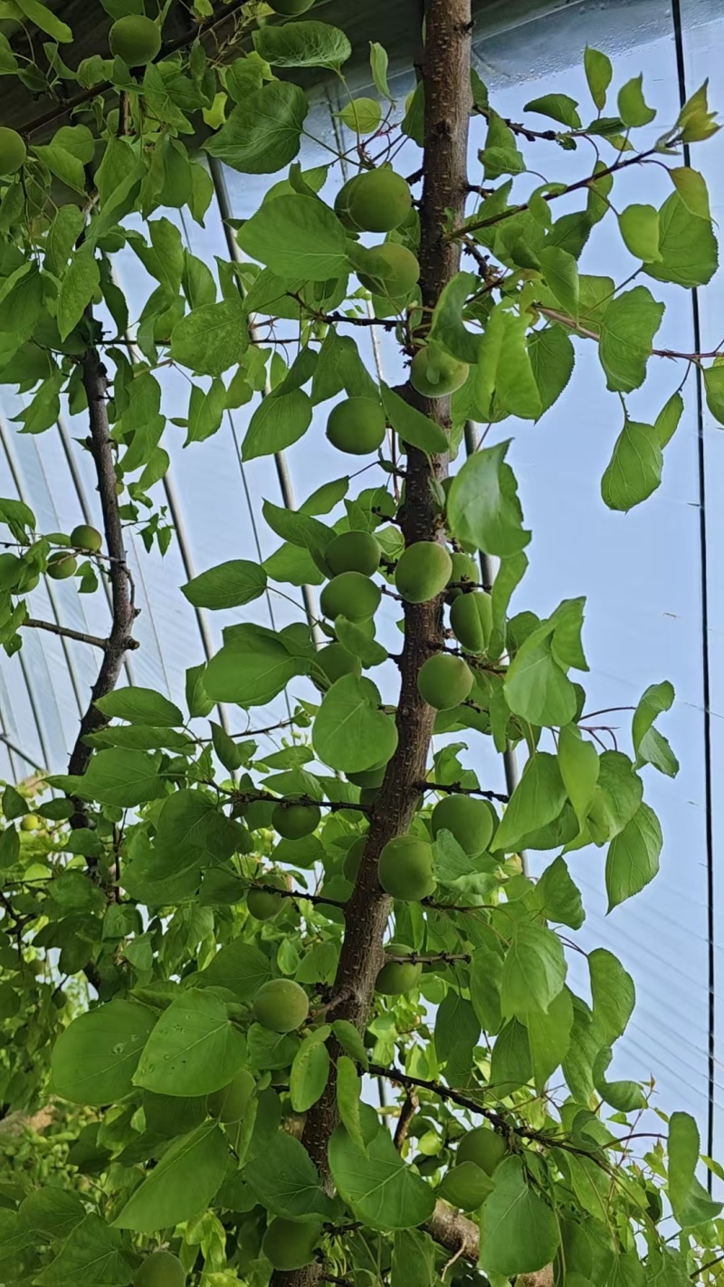 青杏/河南安阳内黄县青杏大量上市/对接全国采购商