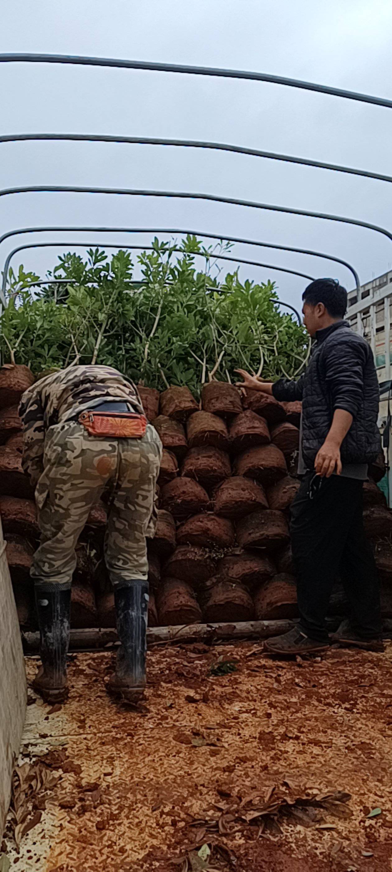 出售各规格各品种杨梅袋苗