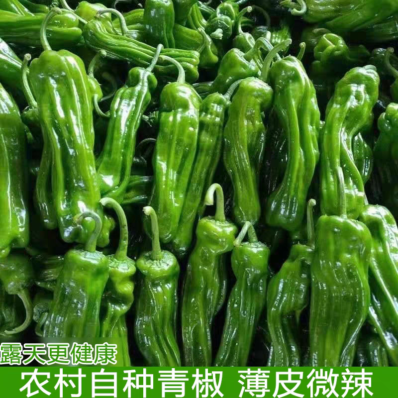 山东临沂芜湖椒大量供应皮薄无辣暖棚种植货源充足稳定质量优