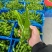 山东临沂芜湖椒大量供应皮薄无辣暖棚种植货源充足稳定质量优
