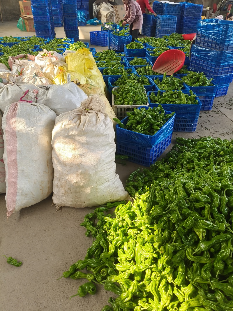 山东临沂芜湖椒大量供应皮薄无辣暖棚种植货源充足稳定质量优