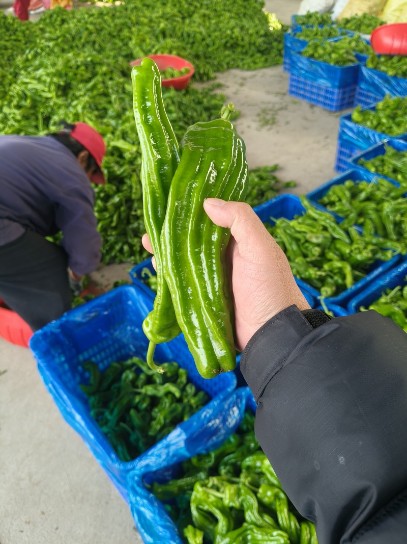 山东临沂芜湖椒大量供应皮薄无辣暖棚种植货源充足稳定质量优