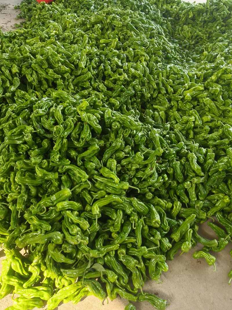 山东临沂芜湖椒大量供应皮薄无辣暖棚种植货源充足稳定质量优