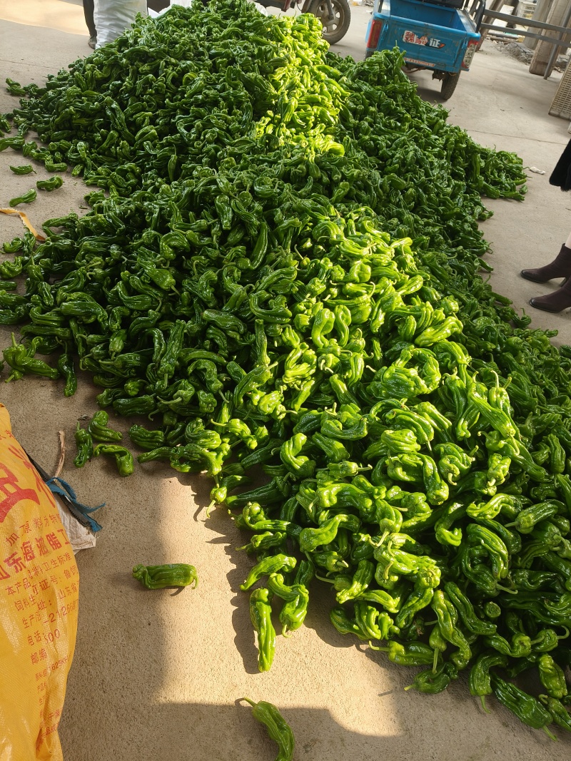 山东临沂芜湖椒大量供应皮薄无辣暖棚种植货源充足稳定质量优