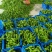 山东临沂芜湖椒大量供应皮薄无辣暖棚种植货源充足稳定质量优