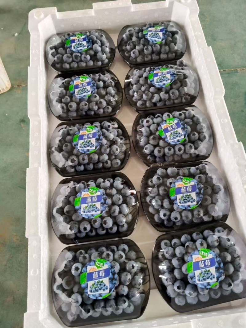 【莒县万亩蓝莓基地】L25,F6优瑞卡产地一手货源带发货