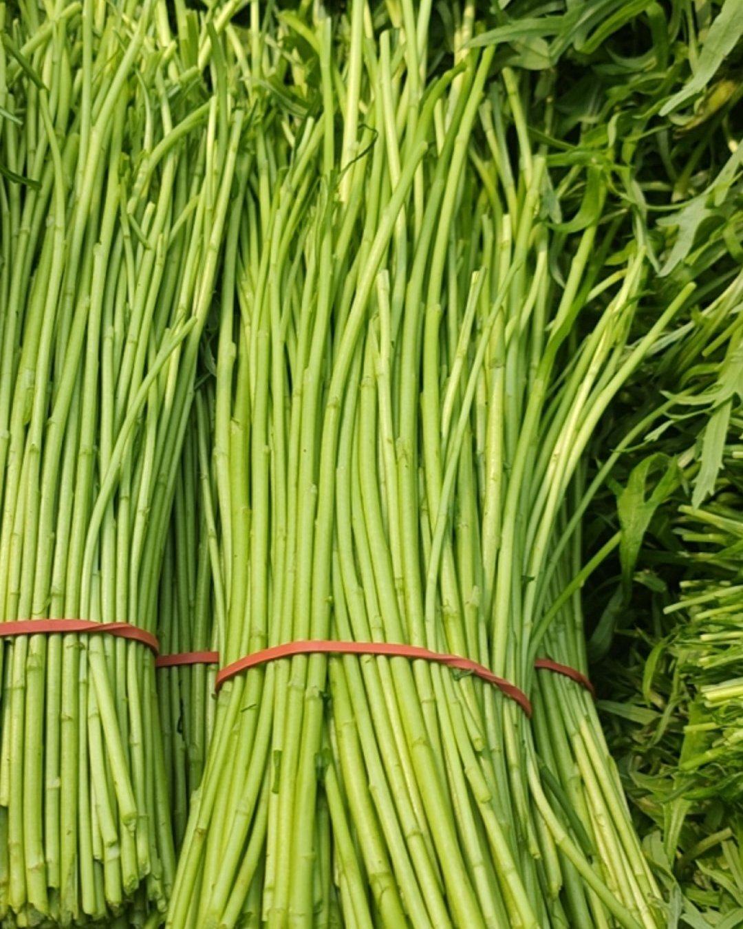 芦蒿新鲜采摘