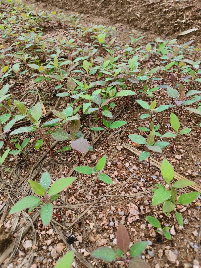 檫木芽苗