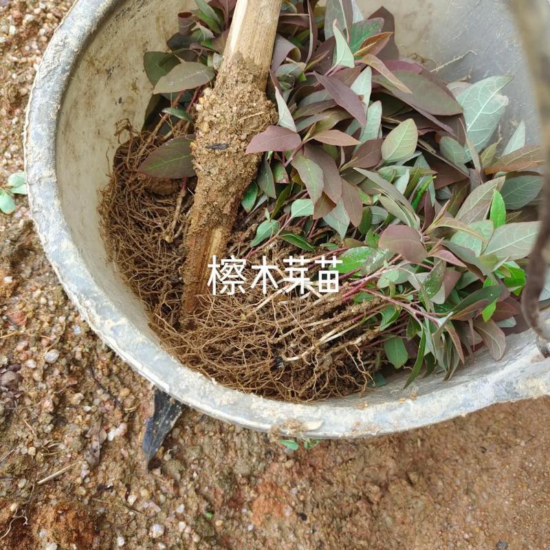 檫木芽苗