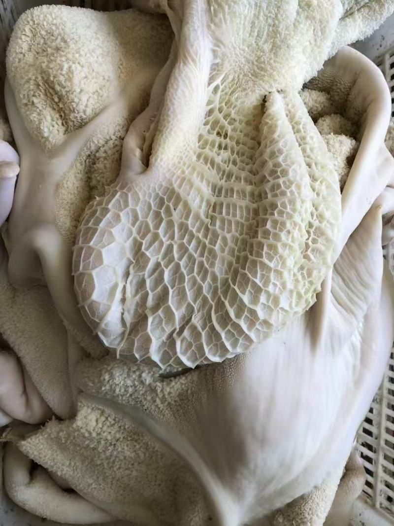 水褪生牛肚带金钱肚