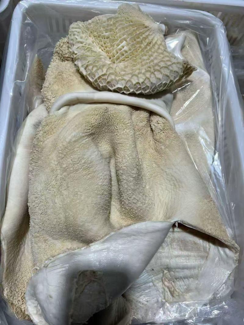 水褪生牛肚带金钱肚