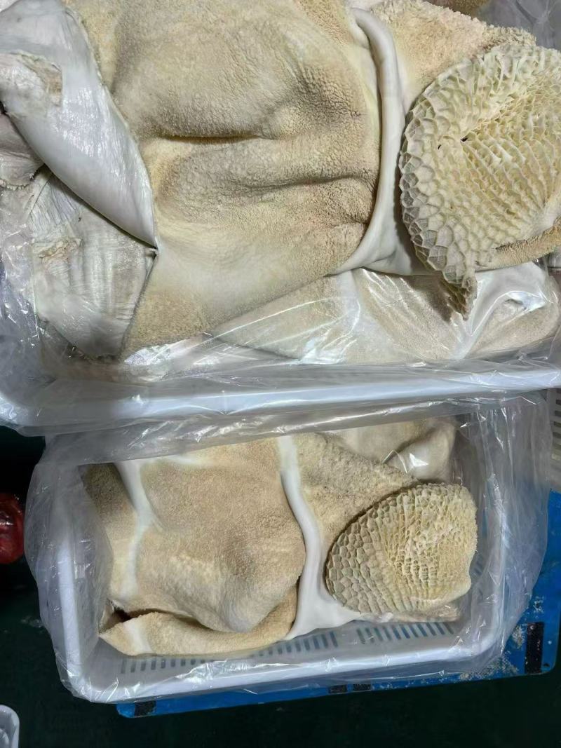 水褪生牛肚带金钱肚