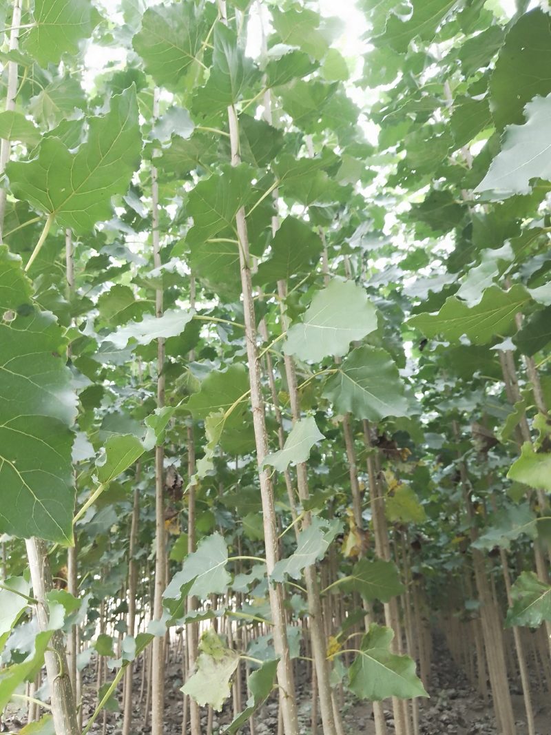 107速生杨树苗