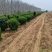 桧柏球、刺柏球、松树球、河南桧柏树、河南桧柏球基地