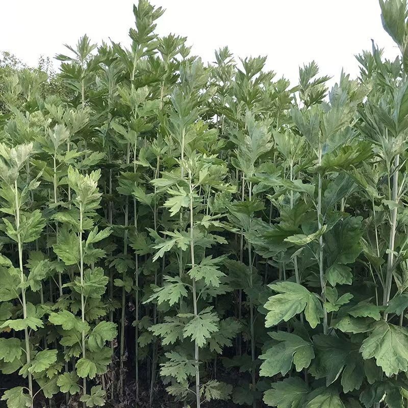 端午全颗鲜艾。量大从优可捆把。可散装