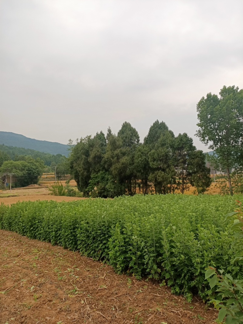 端午全颗鲜艾。量大从优可捆把。可散装