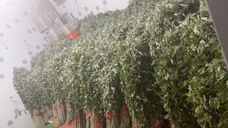端午全颗鲜艾。量大从优可捆把。可散装
