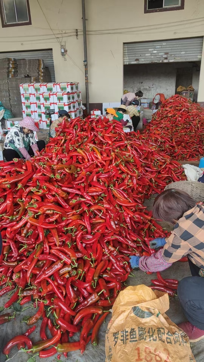 陕西定边红牛角椒大量上市中质量不错支持视频看货