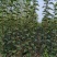 苏翠1号早熟品种