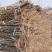 苏翠1号早熟品种