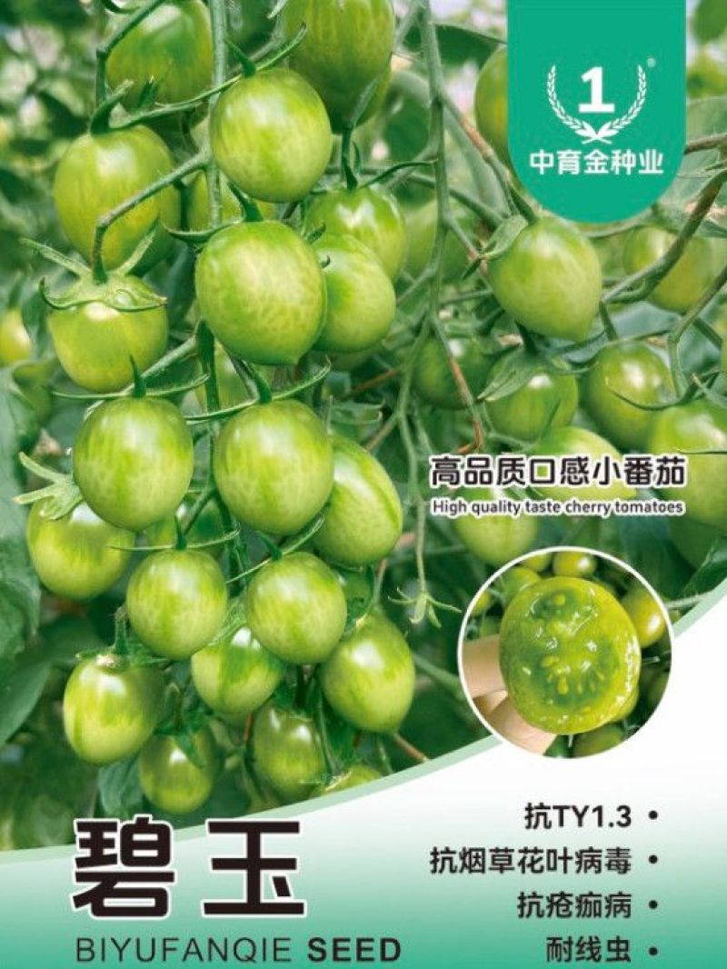 高糖绿色小番茄苗子碧玉圣女果种子青甜二号西红柿秧苗寿光