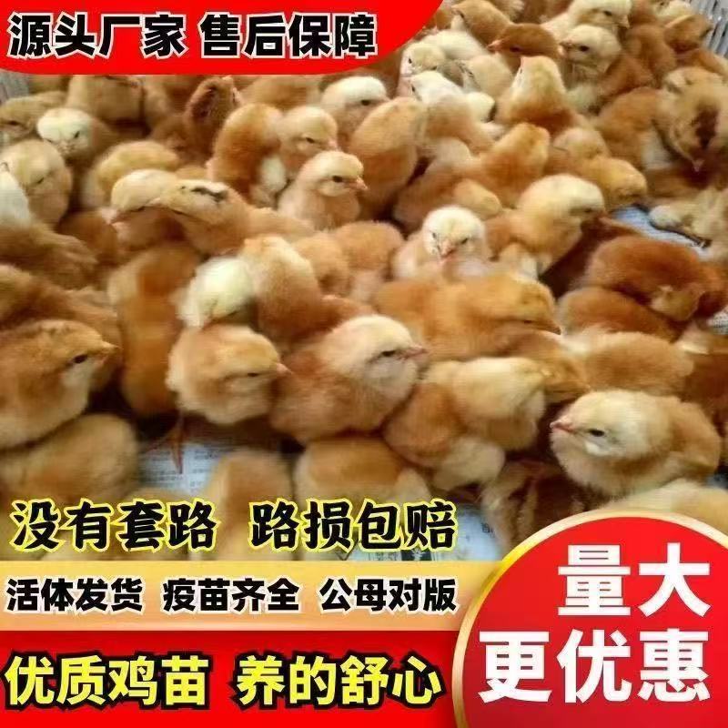 九斤红鸡苗
