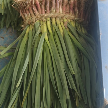 红根蒜苗