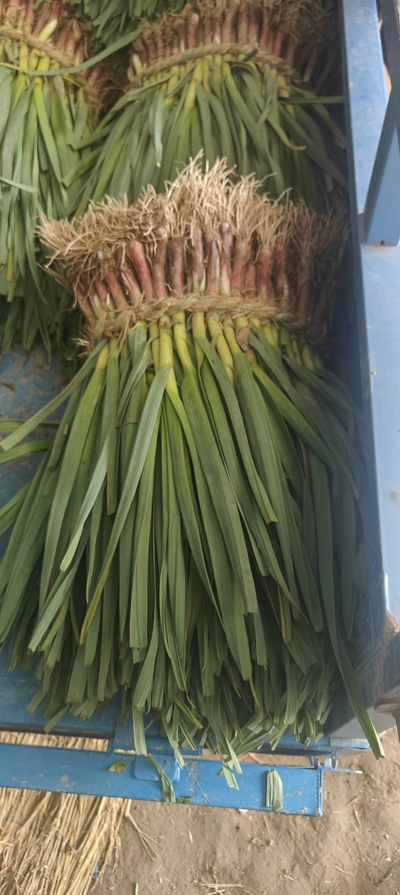 红根蒜苗