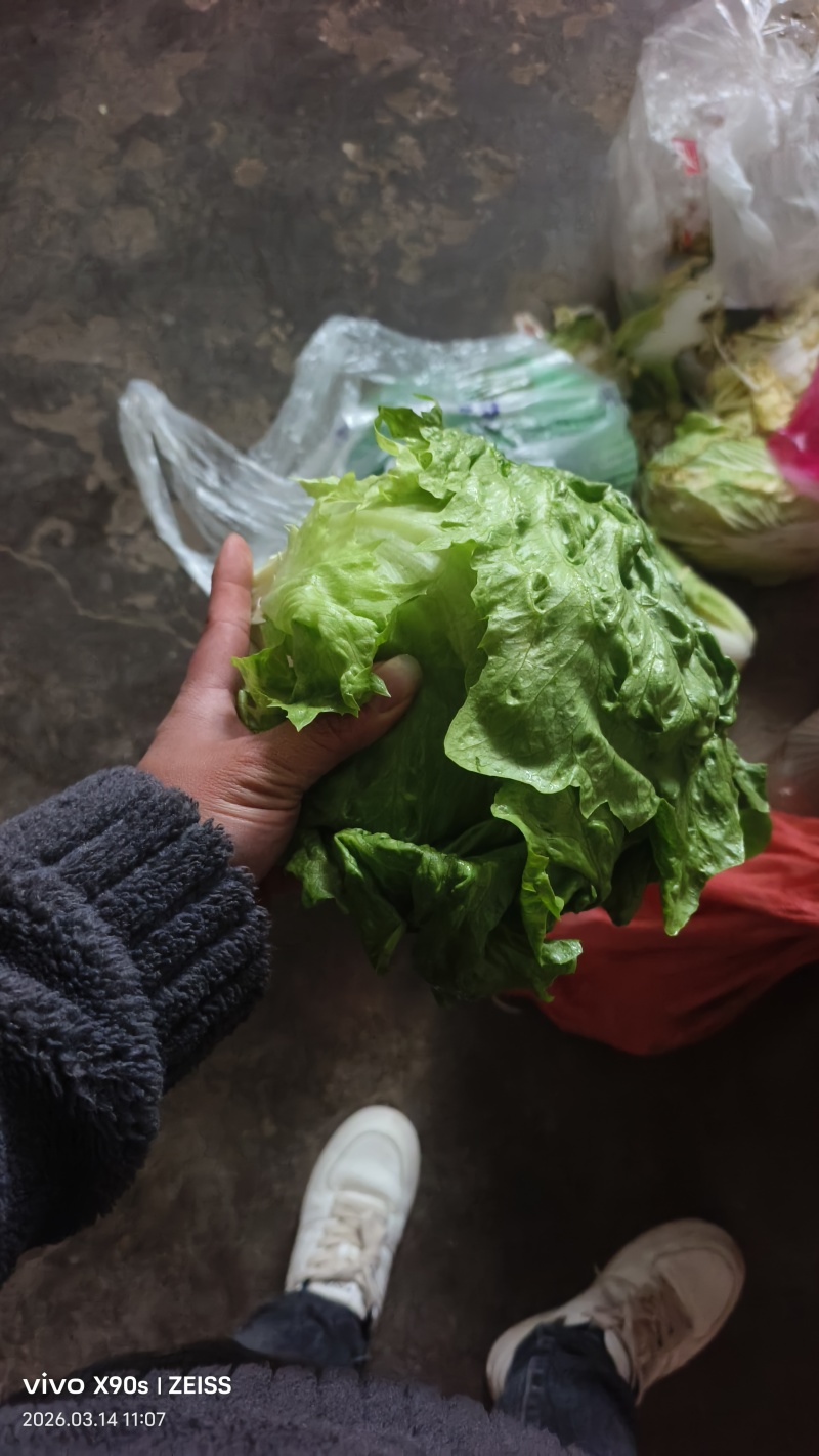 陕西球生菜颜色绿，个头一斤左右，无烧心，黑点，可打各种包