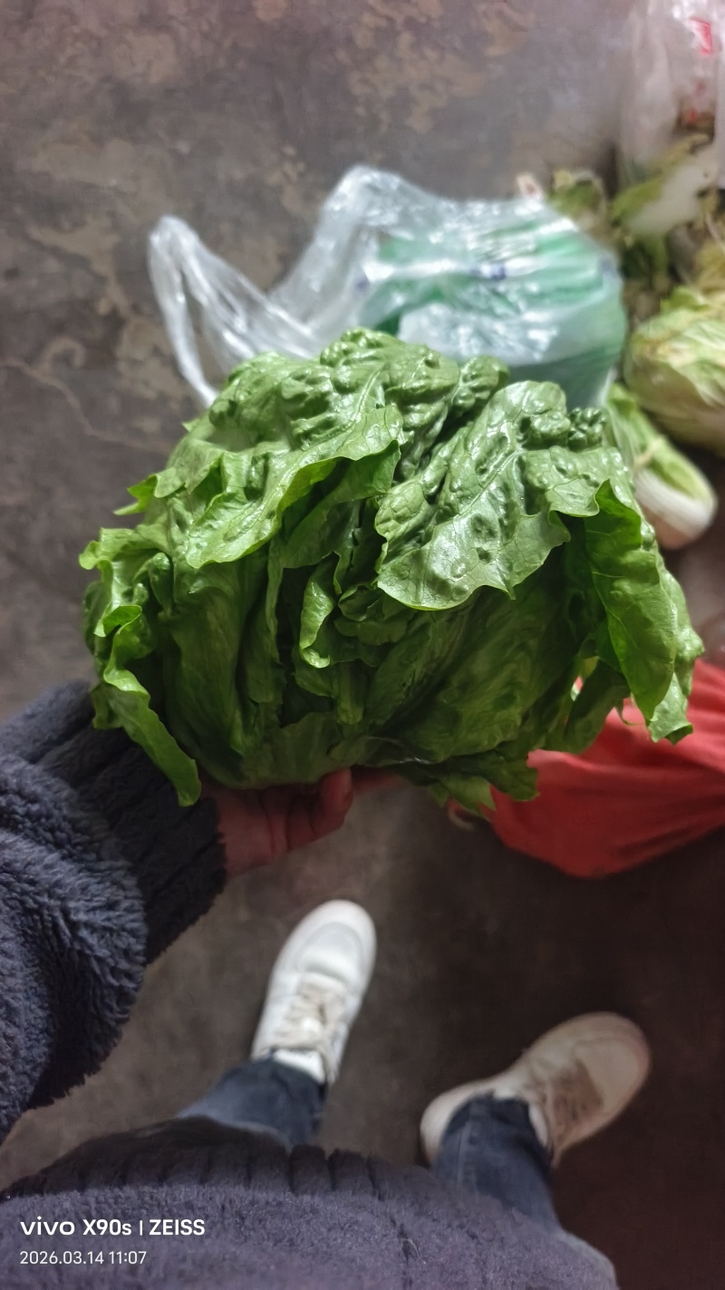 陕西球生菜颜色绿，个头一斤左右，无烧心，黑点，可打各种包
