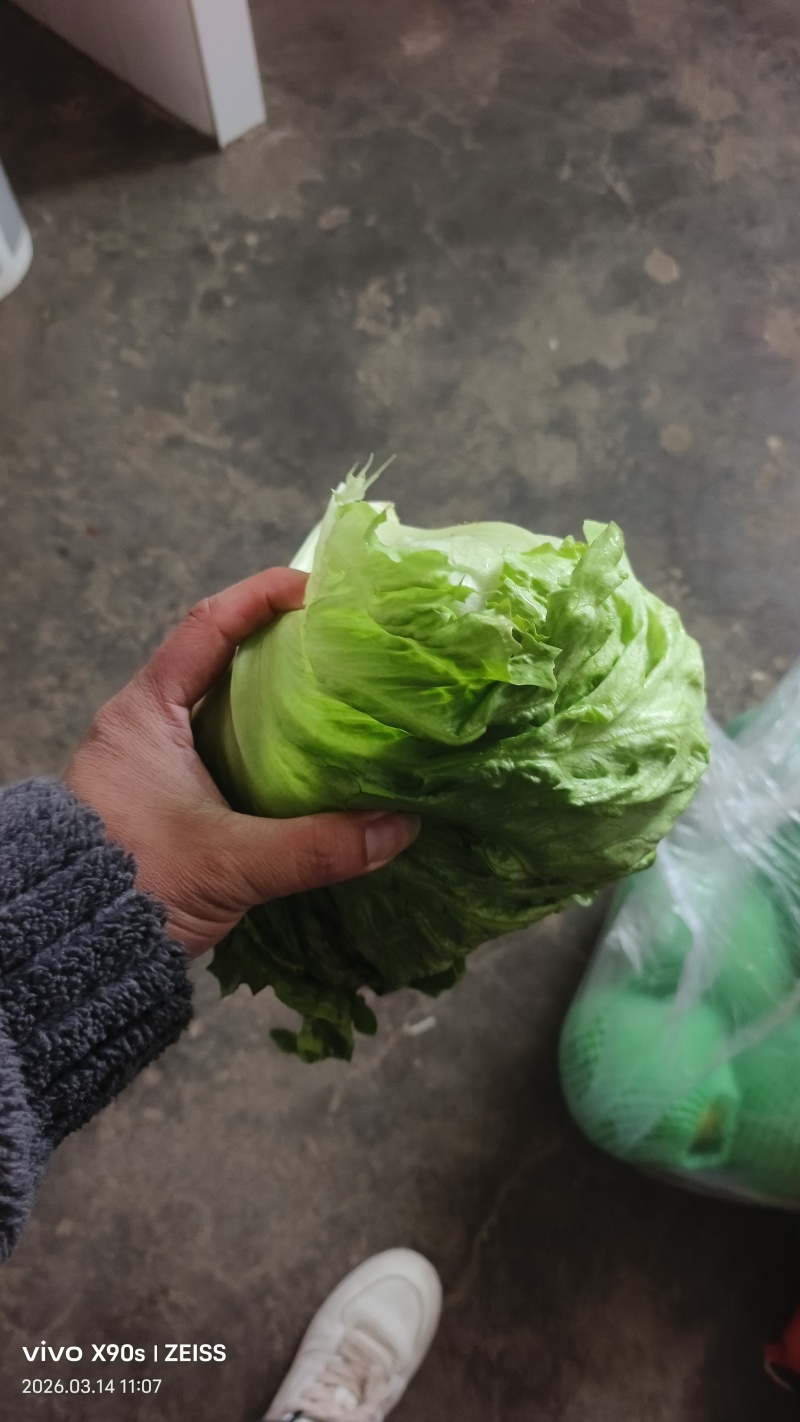 陕西球生菜颜色绿，个头一斤左右，无烧心，黑点，可打各种包