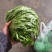 陕西球生菜颜色绿，个头一斤左右，无烧心，黑点，可打各种包