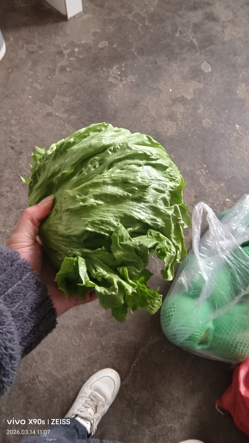 陕西球生菜颜色绿，个头一斤左右，无烧心，黑点，可打各种包
