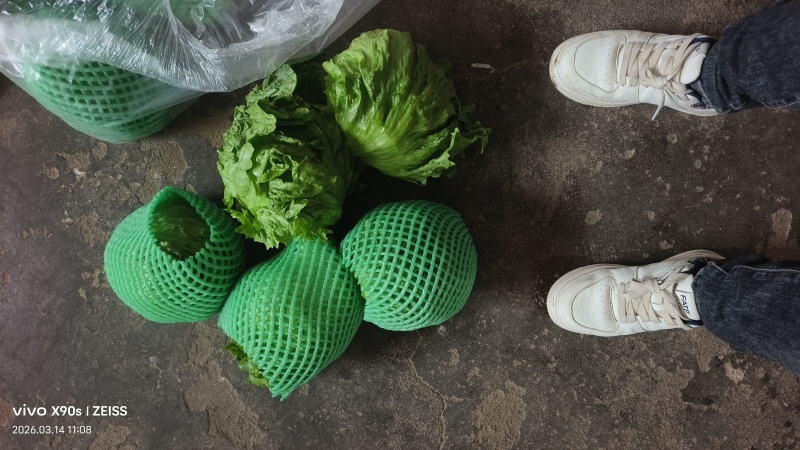 陕西球生菜颜色绿，个头一斤左右，无烧心，黑点，可打各种包