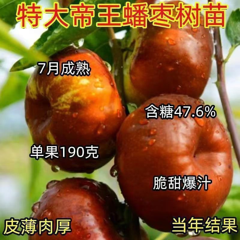 油蟠脆枣【蟠枣苗】支持视频看货，可发往全国市场！
