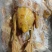 现宰18公斤5-6只番鸭肉黄皮黄油全鸭