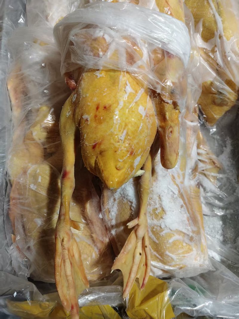 现宰18公斤5-6只番鸭肉黄皮黄油全鸭
