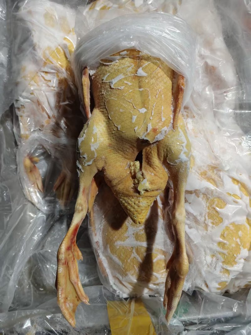 现宰18公斤5-6只番鸭肉黄皮黄油全鸭