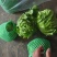 陕西球生菜颜色绿，个头一斤左右，无烧心，黑点，可打各种包