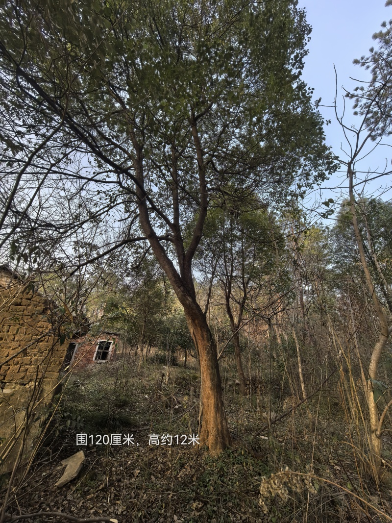 全冠大香樟低价处理，老板看图158出8844价5173