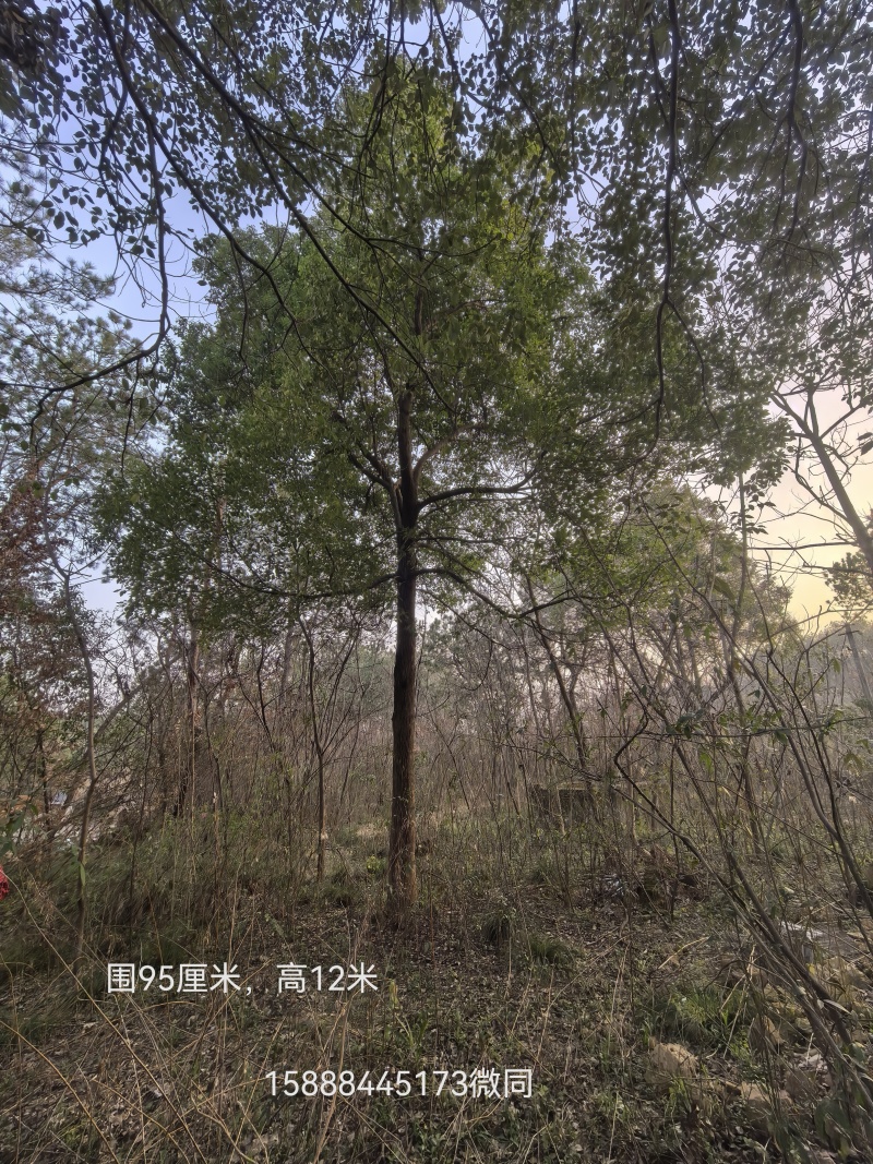 全冠大香樟低价处理，老板看图158出8844价5173