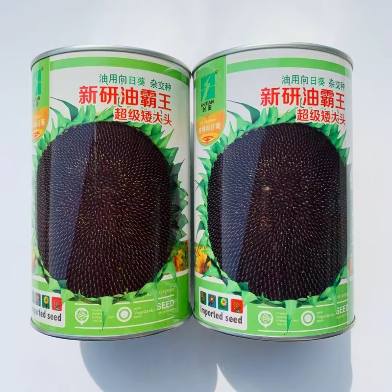 新研油霸王高油高产油葵种子矮杆大头向日葵种籽抗风防鸟害葵