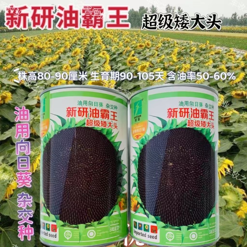 新研油霸王高油高产油葵种子矮杆大头向日葵种籽抗风防鸟害葵