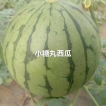 小糖丸西瓜山东省聊城市莘县魏庄镇基地直供